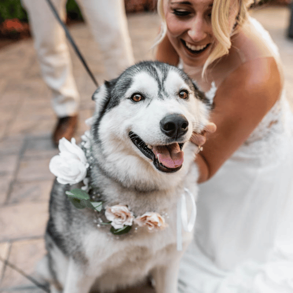 Immagine Wedding Dog Sitter Bergamo