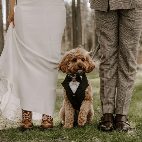 Immagine Wedding Dog Sitter Brescia