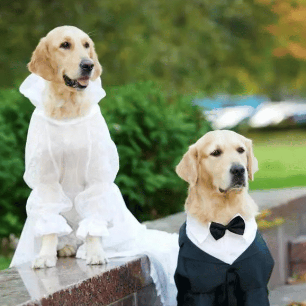 immagine wedding dog sitter Como