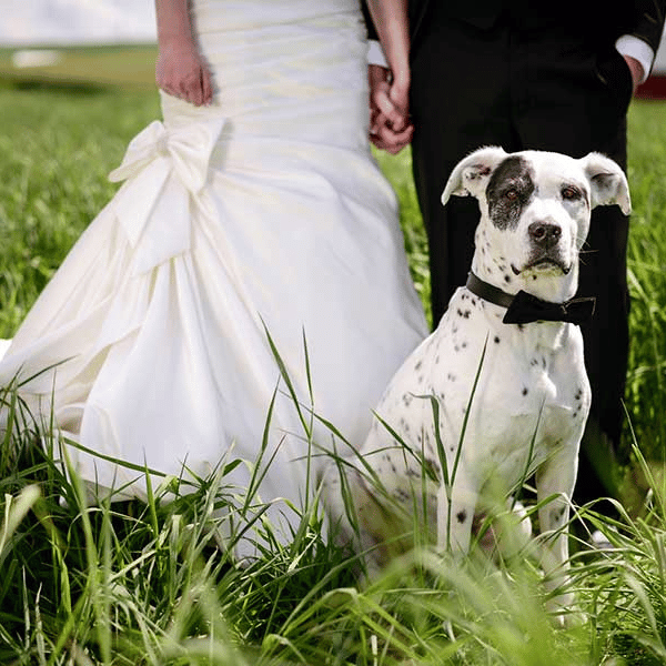 immagine wedding dog sitter Lodi