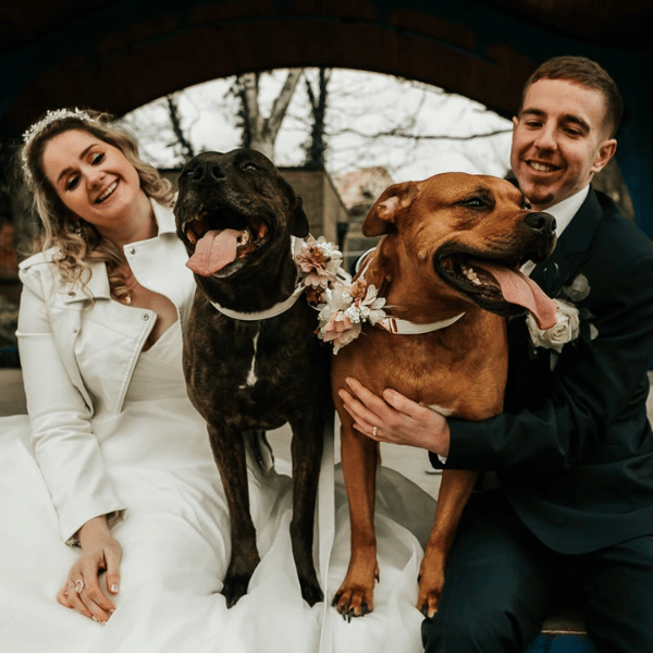 immagine wedding dog sitter Sondrio