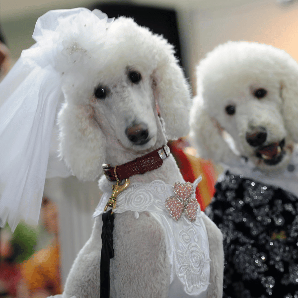 Immagine Wedding Dog Sitter Brescia