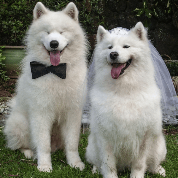 Immagine Wedding Dog Sitter Milano